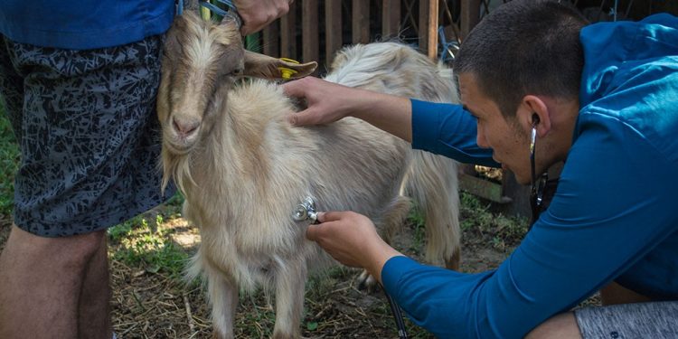 В пазарджишката гимназия от години подготвят ветеринарни техници