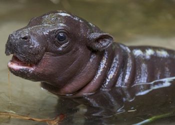 Минихипопотам се роди за първи път от 30 години насам