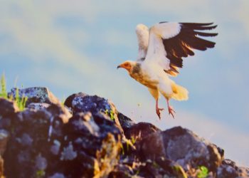 Вълшебният  свят на Родопите