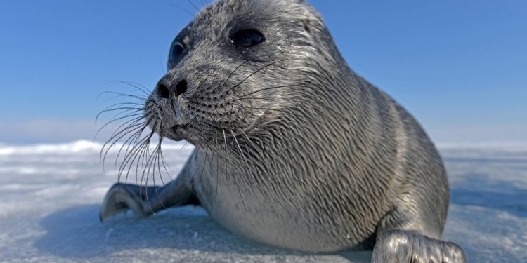 Диетата на байкалските тюлени