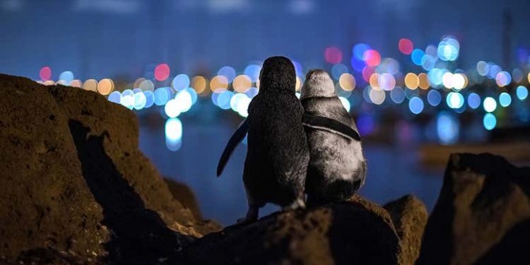 Пингвини феи се любуват на светлините