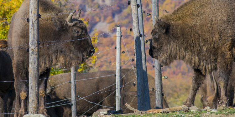 Ново попълнение  за стадото на зубрите