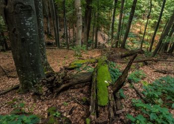 Горската биоенергия – потенциал или опасност