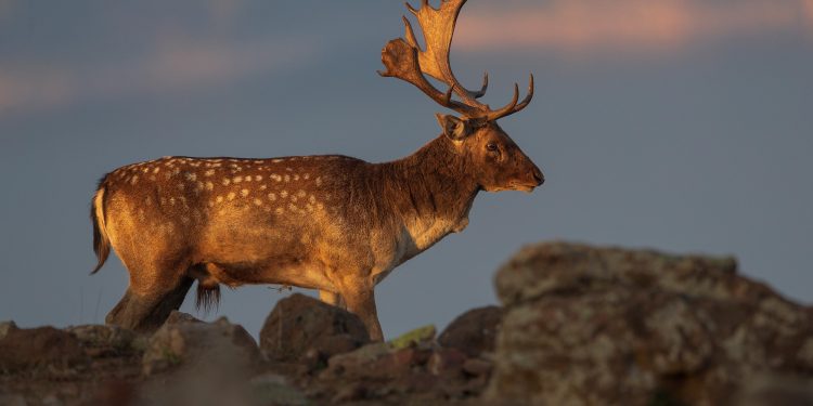 Галопиращата природа на Родопите