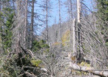 Лесовъдството е изкуство