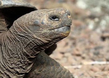 Нов вид костенурка на Галапагос