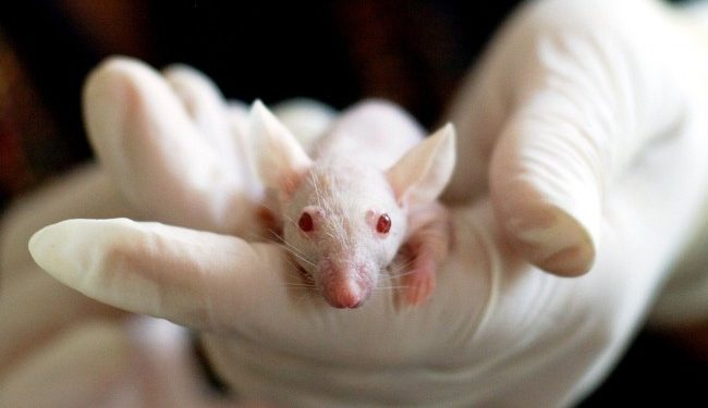 Парализирани мишки прохождат