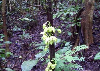 Новооткрито дърво носи името на Ди Каприо