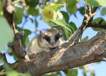 Потайните пазители на гората