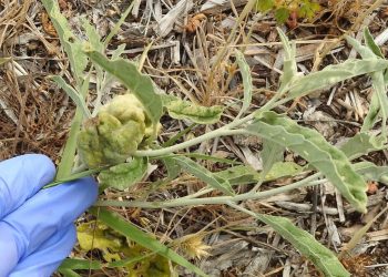 Опасни червеи паразити за земеделските култури*