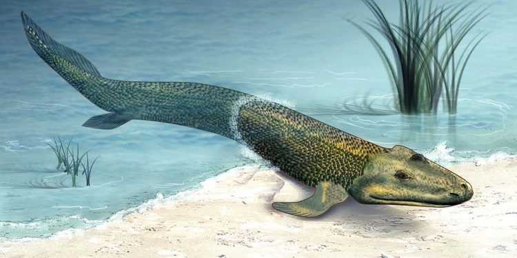 На сушата излизат риби