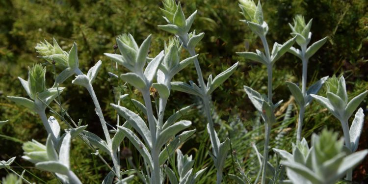 Открит е нов вид растение