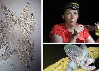 Нов ектопаразит по прилепи