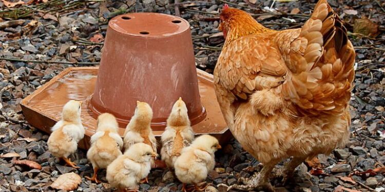 Опасен ли е птичият грип за хората