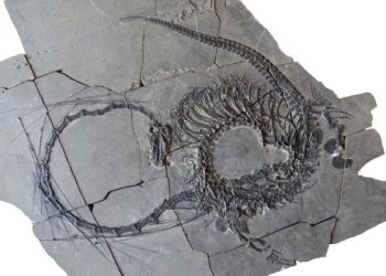 Как изглежда оригиналът на китайския дракон