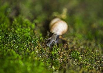 Български ученици участват с фотографии в международен конкурс по природни науки