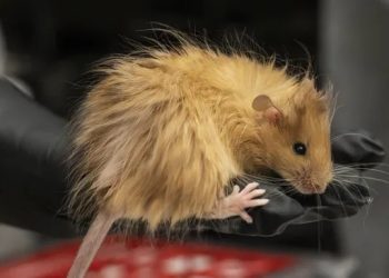 Стъпка към възкресяването на мамутите