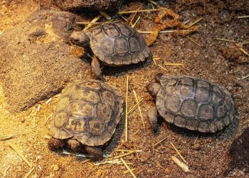 100-годишна галапагоска костенурка стана майка за първи път