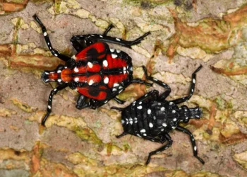 Красива заплаха се разпространява в САЩ