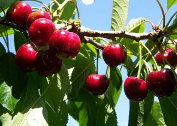 Няма да купуваме неузрели плодове