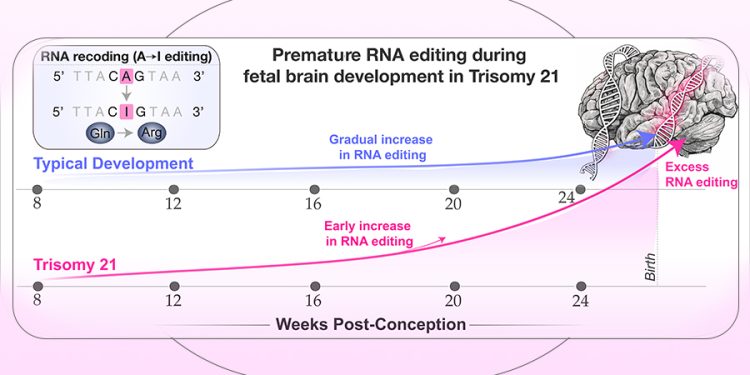 Съвместно научно изследване на учени от Медицински факултет „Икан“ в Mount Sinai, Института за изследване на мозъка „Либер“ и Университета на Аризона, САЩ, и Медицинския университет – София, идентифицира нов биологичен процес, който може да помогне да се обясни как мозъкът се развива различно при хора със синдром на Даун
