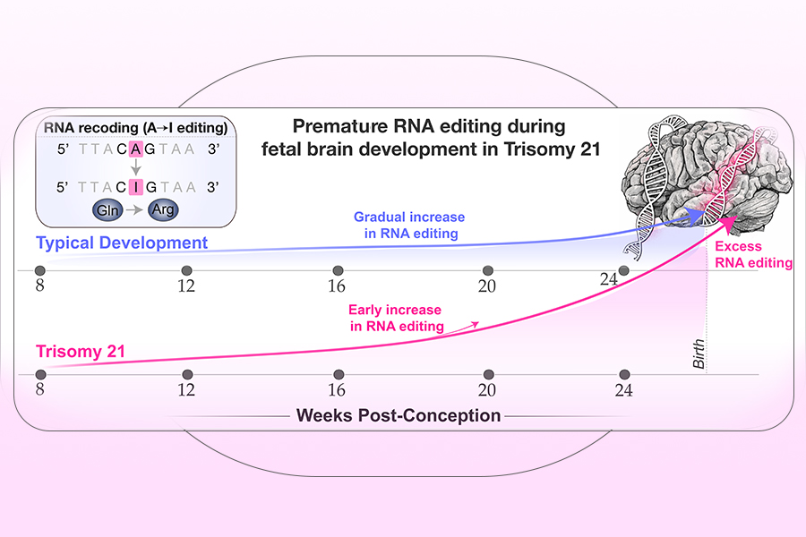 Съвместно научно изследване на учени от Медицински факултет „Икан“ в Mount Sinai, Института за изследване на мозъка „Либер“ и Университета на Аризона, САЩ, и Медицинския университет – София, идентифицира нов биологичен процес, който може да помогне да се обясни как мозъкът се развива различно при хора със синдром на Даун